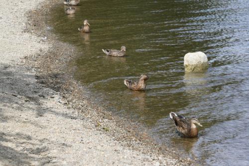 Six ducks lined up in a lake
