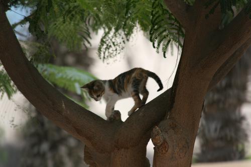Kitten stuck in a tree